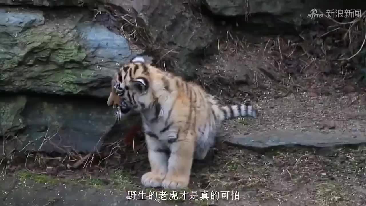 势均力敌双方对峙，擦出火花的简单介绍